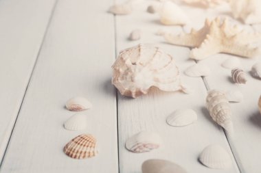 Beyaz tahta, deniz tatil arka plan üzerinde kabukları