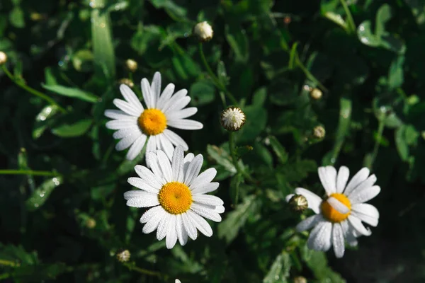 Beautiful daisies close-up. Flower background. — Stock Photo, Image