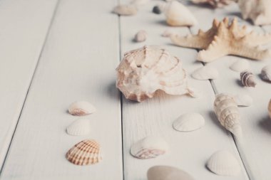 Beyaz tahta, deniz tatil arka plan üzerinde kabukları