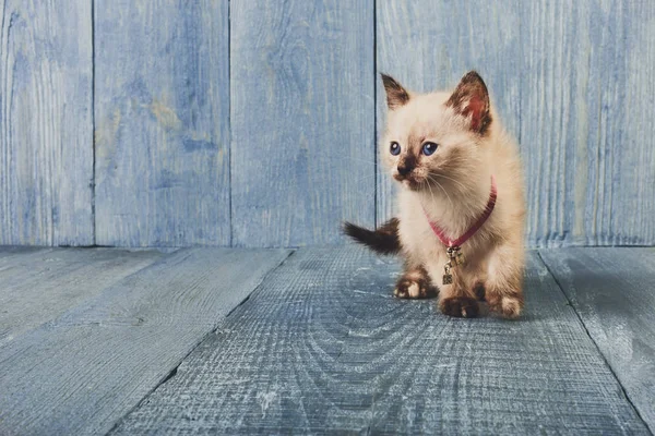 Λευκό γατάκι στο μπλε wood — Φωτογραφία Αρχείου