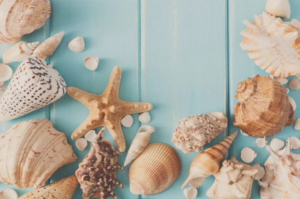 Seashells em madeira azul, fundo de férias mar — Fotografia de Stock