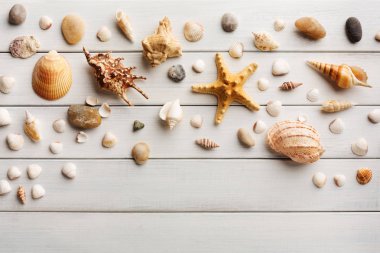 Beyaz tahta, deniz tatil arka plan üzerinde kabukları