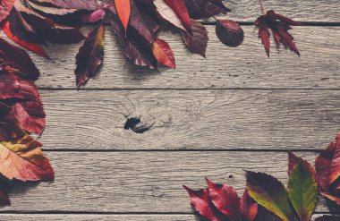 Sonbahar sezonu arka plan, kırmızı rowan bırakır