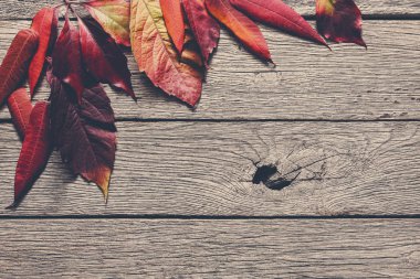 Sonbahar sezonu arka plan, kırmızı rowan bırakır