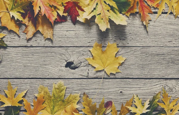 Sonbahar sezonu arka plan, sarı akçaağaç yaprakları