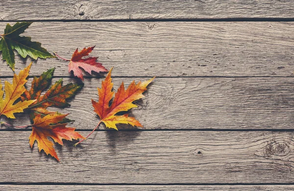 Sonbahar sezonu arka plan, sarı akçaağaç yaprakları