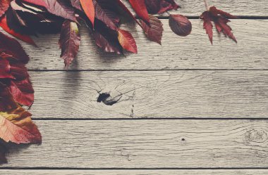 Sonbahar sezonu arka plan, kırmızı rowan bırakır