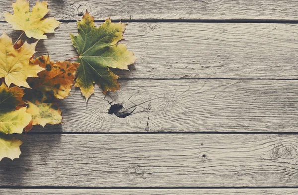 Herbst Saison Hintergrund, gelbe Ahornblätter — Stockfoto