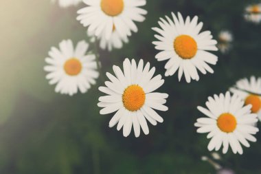 Güzel beyaz papatya çiçek arka plan