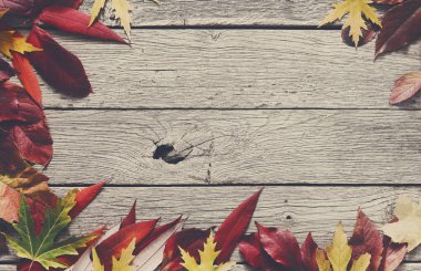 Sonbahar sezonu arka plan, kırmızı rowan bırakır