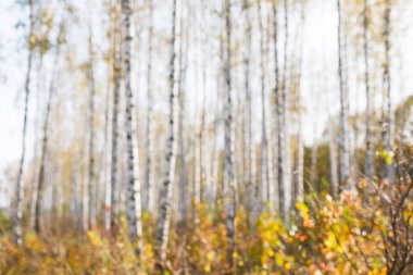 Arka plan bulanık sonbahar Orman ağaçları