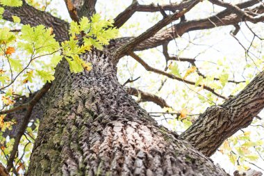 Sonbahar Orman ağaç arka plan