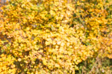 Sarı arka plan bulanık yaprak