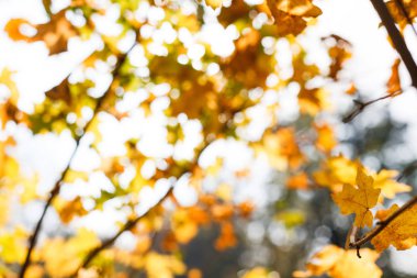 Sarı arka plan bulanık yaprak