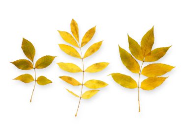 Beyaz arka plan üzerinde izole desen Sonbaharda akçaağaç yaprakları