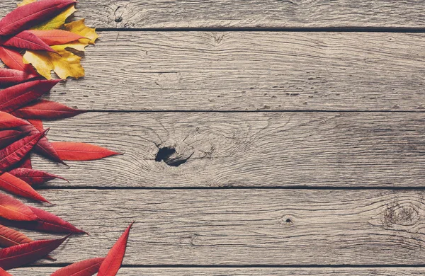 Herbst saisonalen Hintergrund, rote Eberesche Blätter — Stockfoto