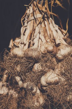 Organik sarımsak ekolojik çiftlikte rustik ahşap üzerine toplandı.