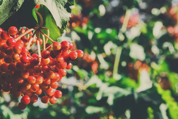 Red ripe fruits on guelder rose tree in garden — Stock Photo, Image