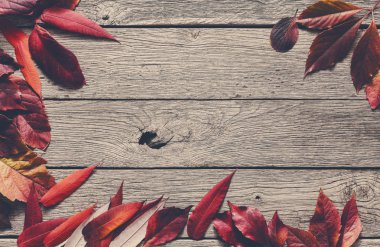 Sonbahar sezonu arka plan, kırmızı rowan bırakır