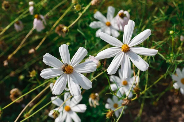 White chamomile flower herb in the summer field, closeup — Stock Photo, Image