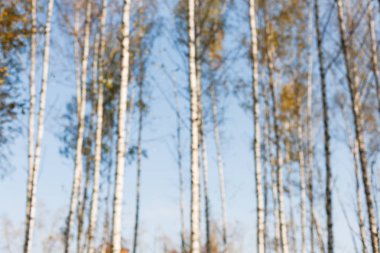 Arka plan bulanık sonbahar Orman ağaçları