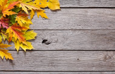 Sonbahar sezonu arka plan, sarı akçaağaç yaprakları