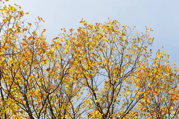 Arka plan bulanık sonbahar Orman ağaçları