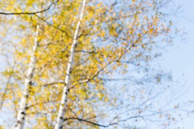 Sonbahar ormanı ağaçları