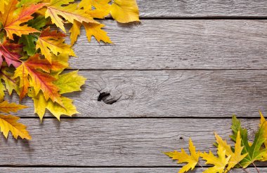 Sonbahar sezonu arka plan, sarı akçaağaç yaprakları