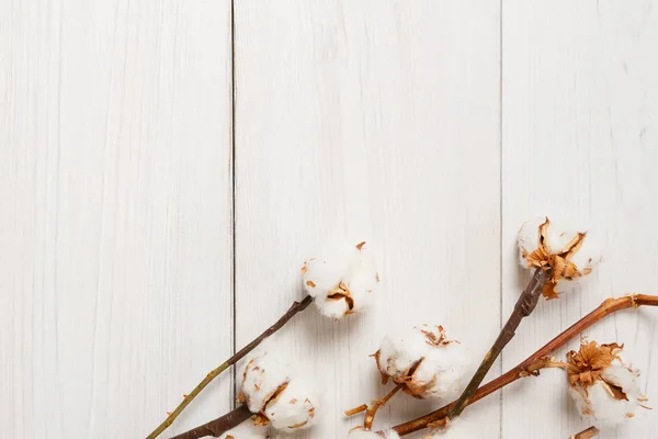 Fundo de flor de algodão seco em madeira branca, Vista superior . — Fotografia de Stock