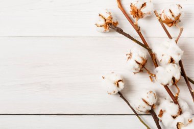 Pamuk çiçek arka plan beyaz ahşap, en iyi görünümü üzerinde kurutulmuş.
