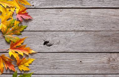 Sonbahar sezonu arka plan, sarı akçaağaç yaprakları