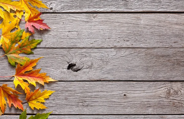 Sonbahar sezonu arka plan, sarı akçaağaç yaprakları