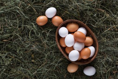 Taze tavuk kahverengi yumurta yuvada saman, arka plan tarım Eko üzerinde
