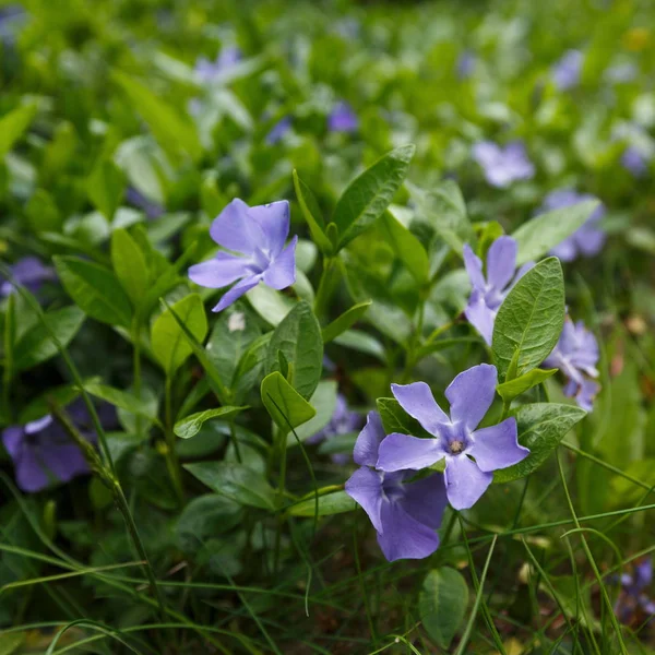 Blühender Blumengarten, Landschaftsgestaltung — Stockfoto