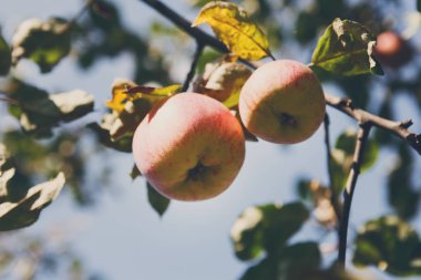 Bahçe ağacında Şube closeup olgun elma