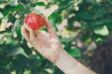 Çocuk Seç kırmızı olgun elma bahçesinde ağaç üzerinde
