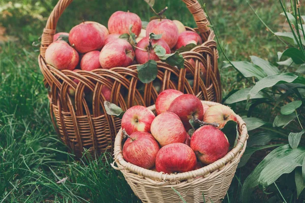 Körbe mit Äpfeln im Herbstgarten — Stockfoto