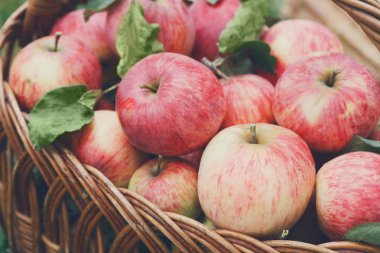 Sepet elma hasat çim Bahçe, üst görünümünde Tarih ile