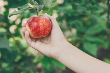 Çocuk Seç kırmızı olgun elma bahçesinde ağaç üzerinde