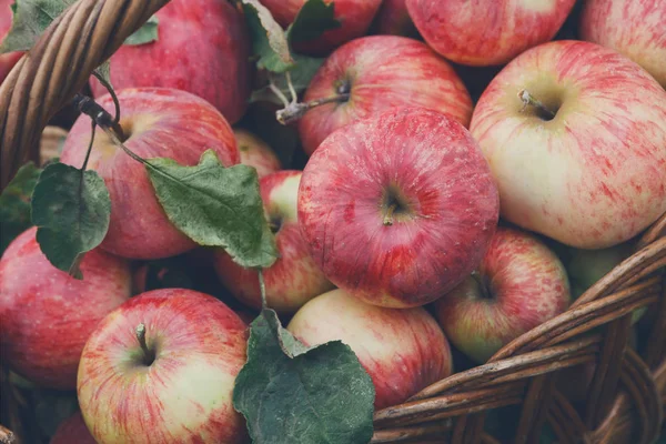 Sepet elma hasat çim Bahçe, üst görünümünde Tarih ile