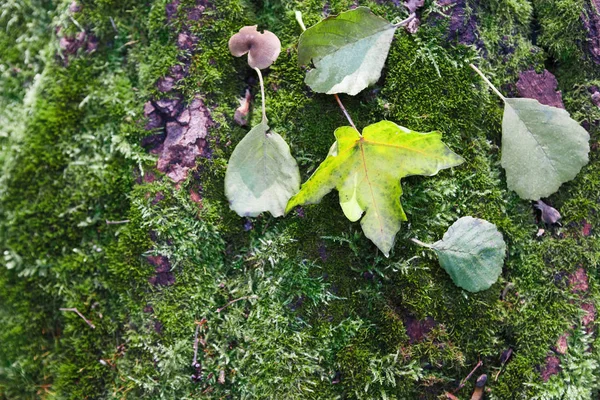 Prato d'autunno, erba verde texture — Foto Stock