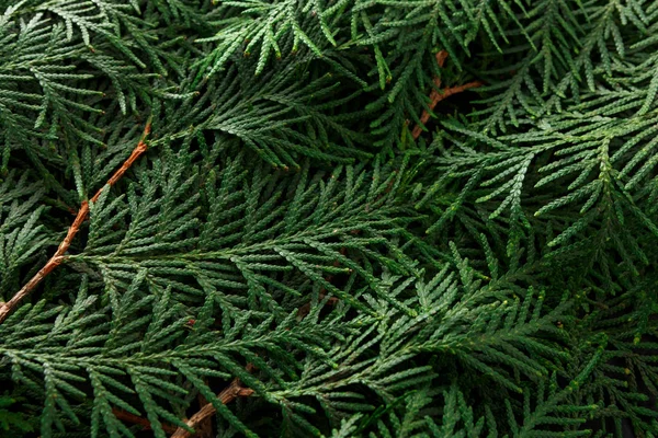 Green Thuja Tree Branches Background. Natural Needles Backdrop