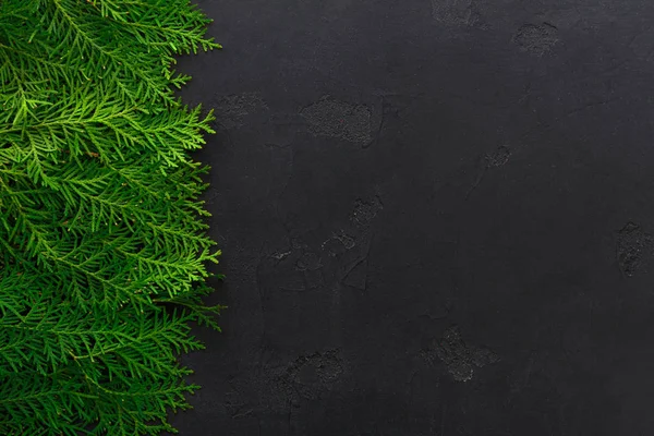 Groene thuja boomtakken op zwarte achtergrond — Stockfoto