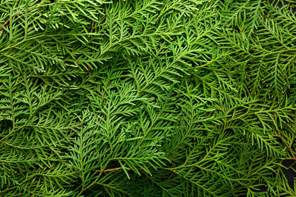 Зеленый фон ветвей туджи