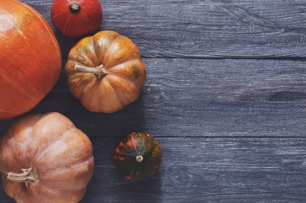 Herbsternte Kürbisse Hintergrund mit Kopierraum — Stockfoto