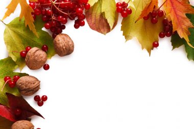 Beyaz arka plan üzerinde izole sonbahar sarı akçaağaç yaprakları