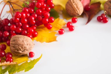 Beyaz arka plan üzerinde izole sonbahar sarı akçaağaç yaprakları