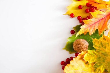 Beyaz arka plan üzerinde izole sonbahar sarı akçaağaç yaprakları