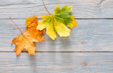 Sonbahar sezonu arka plan, sarı akçaağaç yaprakları